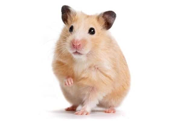 Pets like Hampster Helps Improve Mental Wellness - Insightful Counselling