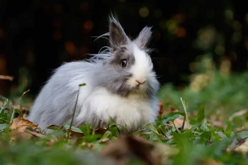 Pets like Rabbit Helps Improve Mental Wellness - Insightful Counselling