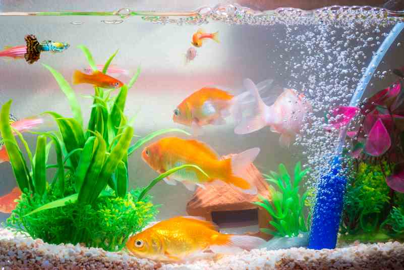 Pets like Fish Helps Improve Mental Wellness - Insightful Counselling