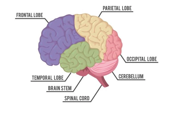 The Three Parts of the Brain and Their Functions - Insightful Counselling